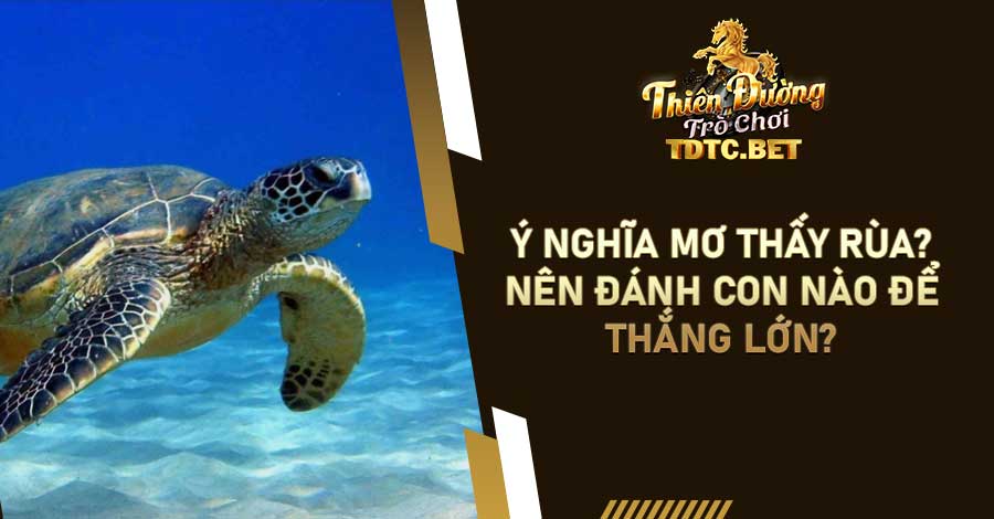 Ý nghĩa mơ thấy rùa là gì, nên đánh con nào để thắng lớn?