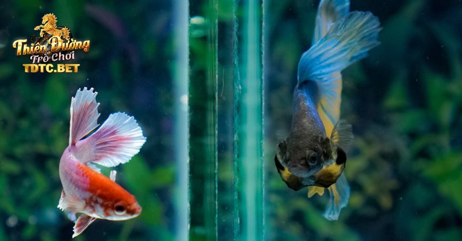 Mơ bắt được nhiều cá báo điềm gì, nên đánh con nào để thắng lớn? 4 Những con số liên quan đến giấc mơ bắt được nhiều cá