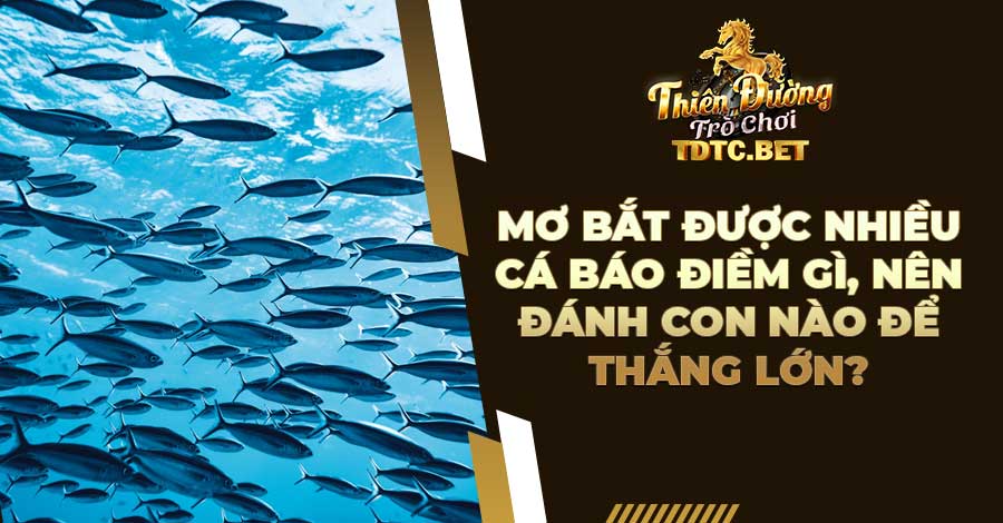 Mơ bắt được nhiều cá báo điềm gì, nên đánh con nào để thắng lớn?